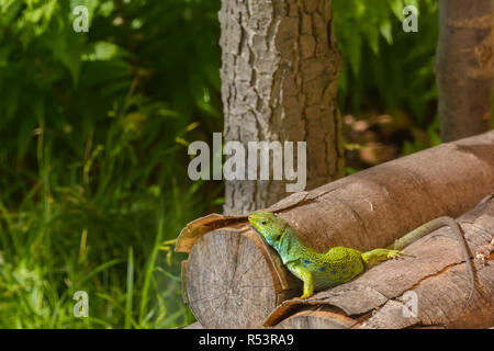 Ocellated lizard dans le bois Banque D'Images
