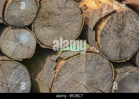 Ocellated lizard dans le bois Banque D'Images