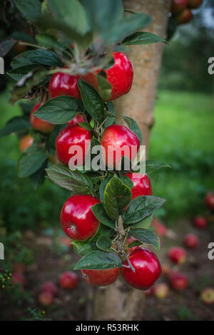 Les pommes à cidre dans un verger de pommiers à cidre à Somerset Banque D'Images