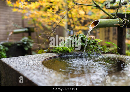 Bambou avec de l'eau dans l'érable temple japonais Banque D'Images