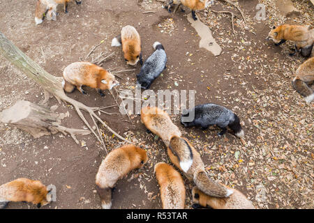 Fox de manger ensemble dans le parc snack Banque D'Images