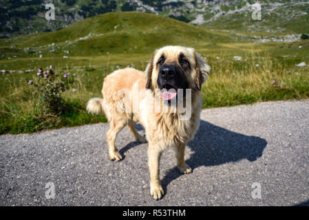Le chien de berger en montagne Durmitor au Monténégro. Banque D'Images