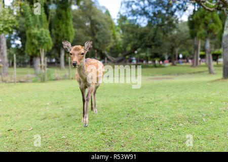 Dans le parc des cerfs Banque D'Images