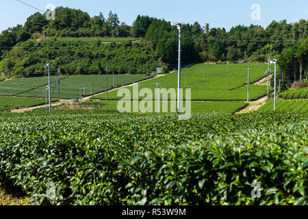 La ferme de thé vert Banque D'Images