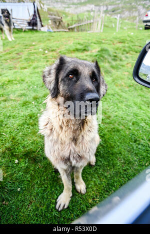 Le chien de berger en montagne Durmitor au Monténégro. Banque D'Images
