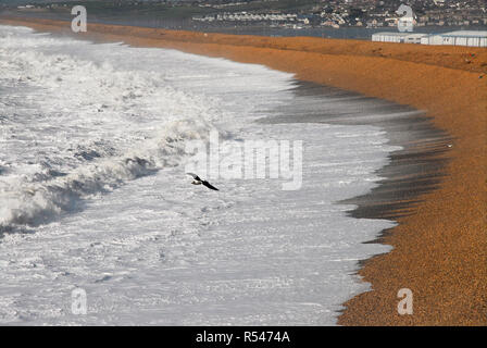 Plage de Chesil, Portland. 29 novembre 2018. Une mouette monte sur plage de Chesil que storm Diana des tirets partout au Royaume-Uni Crédit : Stuart fretwell/Alamy Live News Banque D'Images