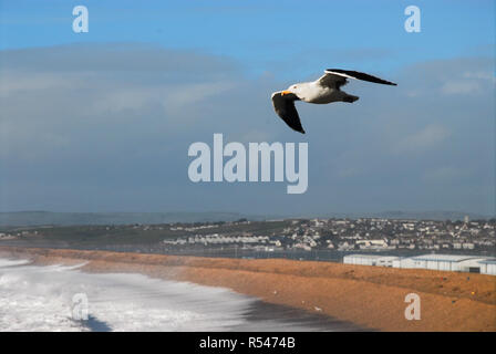 Plage de Chesil, Portland. 29 novembre 2018. Une mouette monte sur plage de Chesil que storm Diana des tirets partout au Royaume-Uni Crédit : Stuart fretwell/Alamy Live News Banque D'Images