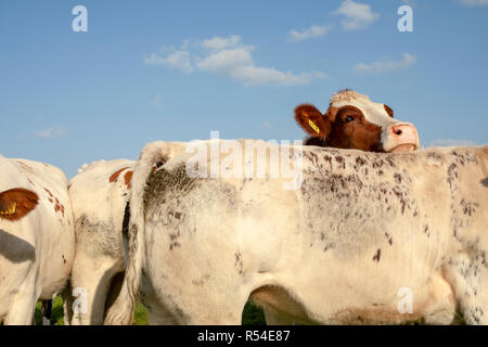 À la vache rouge et blanche sur le dossier d'une autre vache, ciel bleu. Banque D'Images