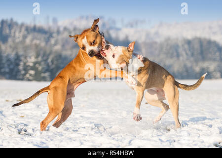 American Pit Bull Terrier jouant dans la neige Banque D'Images