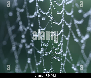 Les gouttelettes de rosée sur les araignées web avec une faible profondeur de champ. Tipperary, Irlande Banque D'Images