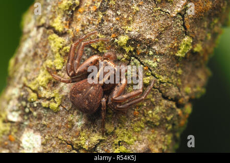 Homme Xysticus sp Spider Crabe reposant sur branche d'arbre. Tipperary, Irlande Banque D'Images