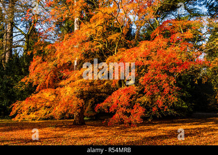 La lumière du soleil d'automne sur un magnifique érable à Westonbirt Arboretum, Gloucestershire, Royaume-Uni Banque D'Images