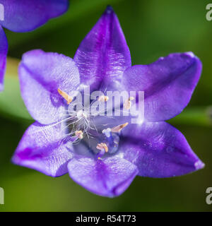 Un plan macro sur une fleur triteleia laxa bleu avec un piège de semences. Banque D'Images