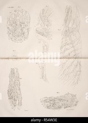 Dessin anatomique. Le système musculaire, le système circulatoire, le visage, les pieds et la mâchoire. Planches anatomiques du corps humain executeÌes d'apreÌ€s les dimensions naturelles. Paris France 1826. Imprimer anatomiques du corps humain avec les dimensions naturelles. Le système musculaire, le système circulatoire, le visage, les pieds et la mâchoire. ANTOMMARCHI, C. Francesco. Planches anatomiques du corps humain executeÌes d'apreÌ€s les dimensions naturelles, accompagneÌes dâ€™un texte explicatif ... PublieÌes par le cte de Lasteyrie. (Explication des planches anatomiques, etc.). Source : 1899.h.24 Tab.26 (B +W). Langue : Français. Banque D'Images