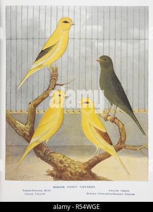 Border fancy canaries. . Les canaris, les hybrides et les oiseaux dans la cage et volière. Londres : Cassell & Co., 1910-1911. Source : 7258.h.13 en face de la plaque à la page 104. Auteur : Lewer, Sidney Hubert. Lydon, A. F. Banque D'Images