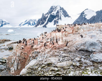 Adultes et poussins manchots adélies, Pygoscelis adeliae, sur l'Île Petermann et Mount Scott sur la péninsule de Kiev, Péninsule Antarctique, l'Antarctique Banque D'Images