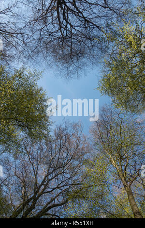 La cime des arbres au printemps, un regard dans le ciel bleu, les hêtres au printemps, l'Allemagne, l'Europe. Banque D'Images