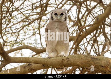 (Bubo lacteus Verreaux's lacteus) perché sur branche d'arbre, looking at camera, zone de conservation de Ngorongoro, en Tanzanie. Banque D'Images