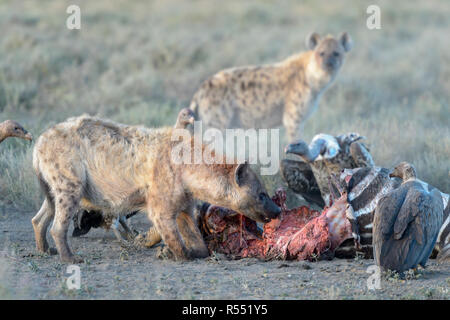 L'Hyène tachetée (Crocuta crocuta) et blanc de secours (vautours Gyps africanus) manger sur la moule de la carcasse, l'aire de conservation de Ngorongoro, en Tanzanie. Banque D'Images