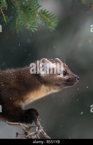 La martre d'Amérique / Baummarder / Fichtenmarder ( Martes americana ) à la lumière de neige, assis dans un conifère arbre, close-up, Yellowstone National Pa Banque D'Images