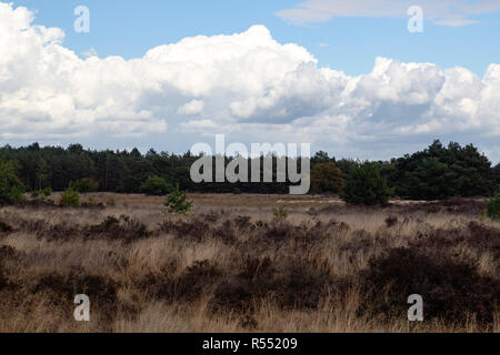 Heather flétri dû à l'été chaud et sec, Groote Heide, Leende, Drenthe, Pays-Bas Banque D'Images