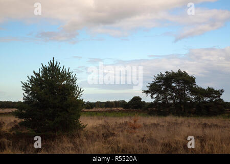 Heather flétri dû à l'été chaud et sec, Groote Heide, Leende, Drenthe, Pays-Bas Banque D'Images