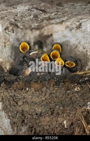 L'Hirondelle rustique Hirundo rustica / Rauchschwalben ( ), sept jeunes poussins dans un nid, mendier de la nourriture, de larges becs, jaune ouvert a l'air drôle, wildilfe, E Banque D'Images