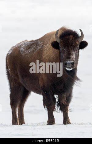 Bison d'Amérique / Amerikanischer ( Bison bison bison ) en hiver, adulte, debout sur la neige a couvert des terres libres, plaines, prairies, steppes, regarder, Yello Banque D'Images