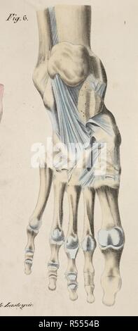 Dessin anatomique. Squelette. Les os. Pied. Planches anatomiques du corps humain executeÌes d'apreÌ€s les dimensions naturelles. Paris France 1826. Imprimer anatomiques du corps humain avec les dimensions naturelles. Squelette. Les os. Pied. ANTOMMARCHI, C. Francesco. Planches anatomiques du corps humain executeÌes d'apreÌ€s les dimensions naturelles, accompagneÌes dâ€™un texte explicatif ... PublieÌes par le cte de Lasteyrie. (Explication des planches anatomiques, etc.). Source : 1899.h.24 Tab.28 fig. 6. Langue : Français. Banque D'Images