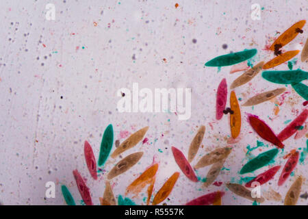 Paramecium caudatum sous le microscope - formes abstraites en couleur de vert, rouge, orange et brun sur fond blanc Banque D'Images