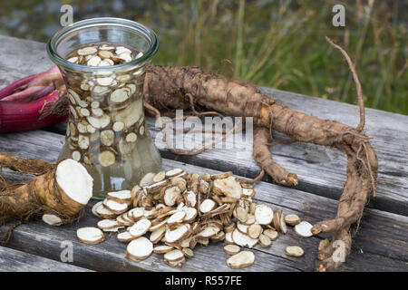 Arznei-Engelwurz, Echte Engelwurz, Wurzeln, Wurzel, Wurzeltinktur, Tinktur, Tinkturen, alkoholischer Auszug, Angelica archangelica, Archange, jardin Banque D'Images