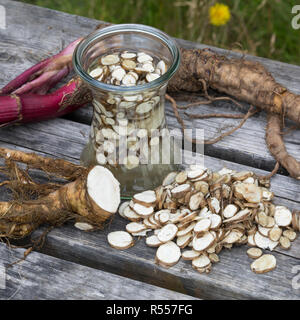 Arznei-Engelwurz, Echte Engelwurz, Wurzeln, Wurzel, Wurzeltinktur, Tinktur, Tinkturen, alkoholischer Auszug, Angelica archangelica, Archange, jardin Banque D'Images