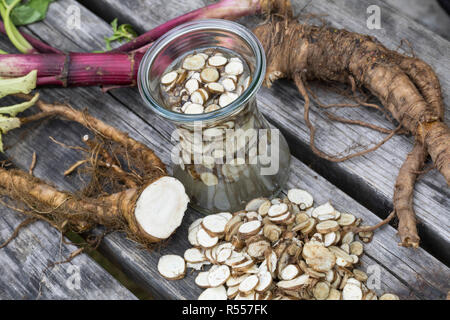 Arznei-Engelwurz, Echte Engelwurz, Wurzeln, Wurzel, Wurzeltinktur, Tinktur, Tinkturen, alkoholischer Auszug, Angelica archangelica, Archange, jardin Banque D'Images