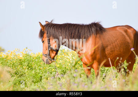 Cheval brun dans un pré rempli Banque D'Images