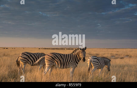 Troupeau de zèbres à la savane dans la belle lumière du soir Banque D'Images