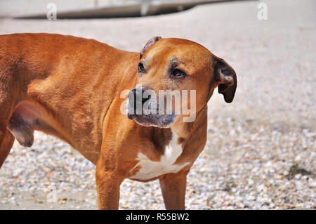 Red bull-terrier américain de mine Banque D'Images