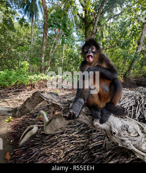 Singe-araignée au Costa Rica Banque D'Images