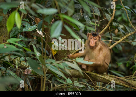 Le sud à queue de cochon - Macaque Macaca nemestrina, grand macaque puissant du sud-est asiatique, les forêts de Sumatra, Indonésie. Banque D'Images