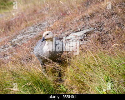 Les femelles ou Magellan goose, Chloephaga picta, dans l'herbe, Parc National Terre de Feu, Patagonie, Argentine Banque D'Images