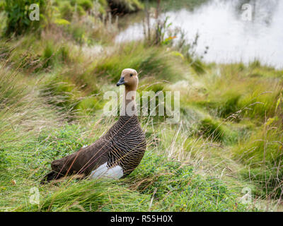 Les femelles ou Magellan goose, Chloephaga picta, dans l'herbe, Parc National Terre de Feu, Patagonie, Argentine Banque D'Images