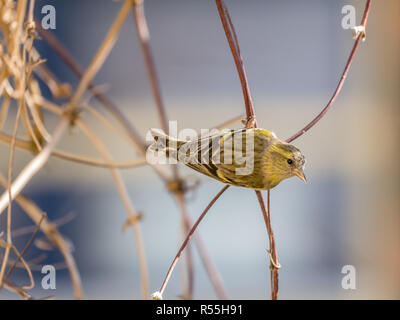 Portrait d'homme adulte, Spinus spinus siskin eurasien, assis sur brindille dans jardin, Pays-Bas Banque D'Images