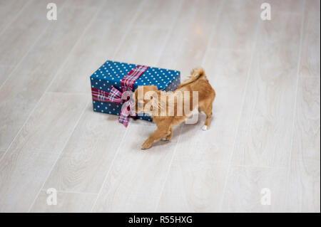 Douce petite chihuahua dog walking sur marbre avec copyspace avec holiday gift box Banque D'Images