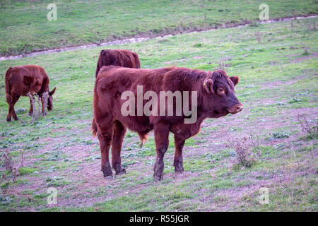 Sussex bovins, une ancienne race de le Weald du Sussex dans un champ. Banque D'Images