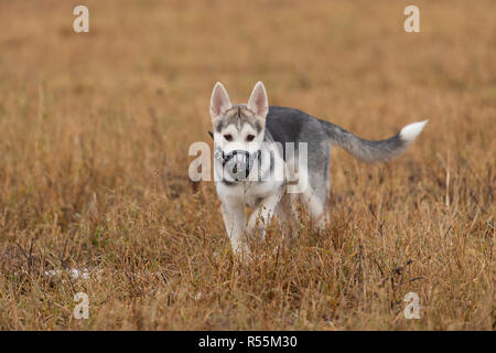 Chiot Husky, lors d'une promenade jour d'automne dans le domaine Banque D'Images