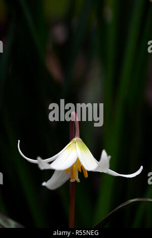 Erythronium oregonum, oregon fawn lily,lis fauve,blanc,fleurs,fleurs,fleurs,à l'ombre de l'ombre,bois,ombragé,Floral,RM Banque D'Images