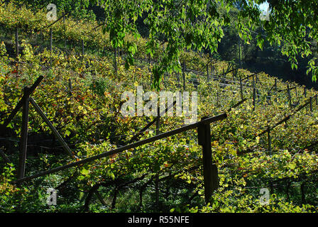 Vignes près de Meran, le Tyrol du Sud, Italie. Au Tyrol du Sud il y a trois variétés indigènes : Schiava, Gewürztraminer et Lagrein Banque D'Images