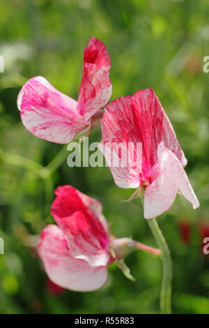 Lathyrus odoratus 'America', une antique heirloom pois doux avec des pétales en flocons et odeur forte, été, UK Banque D'Images