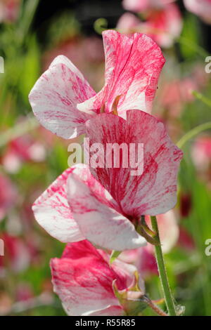 Lathyrus odoratus 'America', une antique heirloom pois doux avec des pétales en flocons et odeur forte, été, UK Banque D'Images