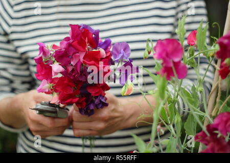 Lathyrus odoratus. Le choix d'un tas de pois sucré des fleurs dans un jardin d'été, UK Banque D'Images
