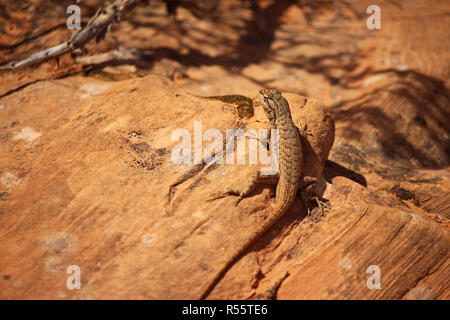 Une clôture lizard est assis dans le soleil du désert de grès sur boulder. Banque D'Images